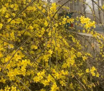 迎春花什么季节开花？
