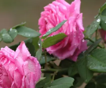 月季花什么季节开花？