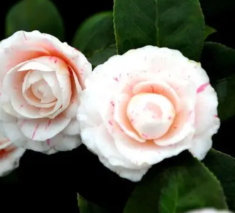 山茶花什么季节开花？