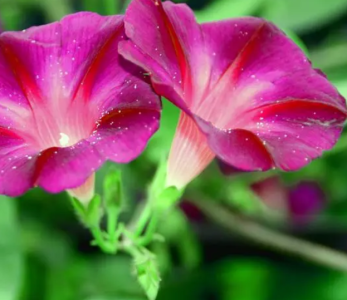 牵牛花什么季节开花？