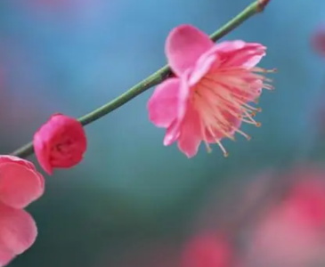 梅花什么时候开花季节？