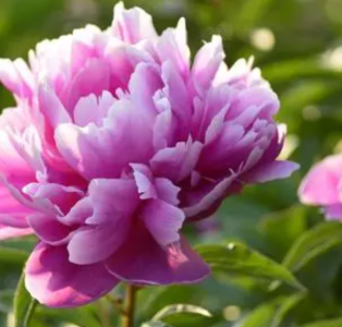 芍药花什么季节开花？