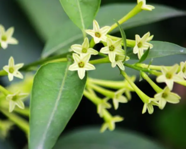 夜来香什么季节开花？