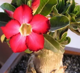 沙漠玫瑰什么季节开花？
