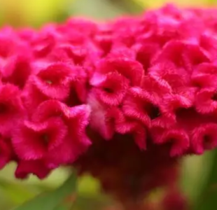 鸡冠花什么季节开花？