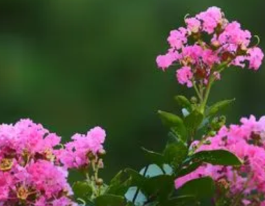 紫薇花什么季节开花？