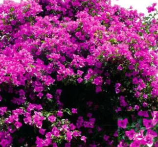 三角梅在什么季节开花？