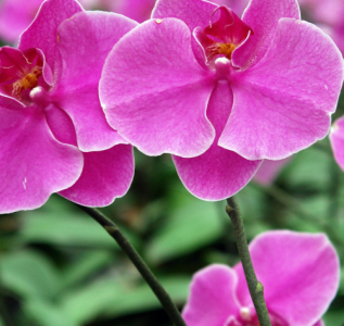 蝴蝶兰在什么季节开花？