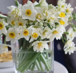 水仙花在什么季节开花？