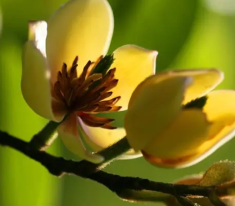 含笑花什么季节开花？