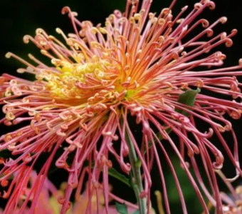 菊花什么季节开花的？