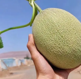 哈密瓜在什么季节开花？