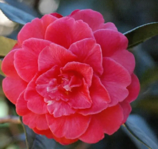 茶花什么时候开花季节？