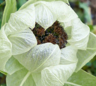 雪莲什么季节开花？