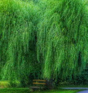 柳树什么季节开花？