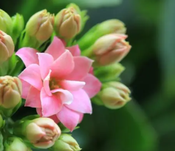 长寿花什么季节开花？