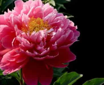 芍药在什么季节开花？