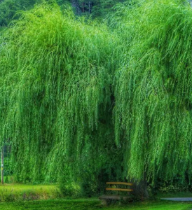 柳树开花在什么季节？