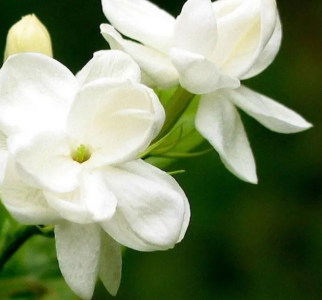 茉莉在什么季节开花？