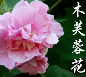 木芙蓉什么季节开花？