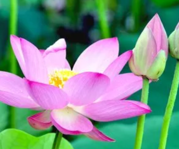 莲花什么季节开花的？