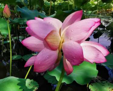 并蹄莲在什么季节开花