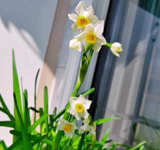 水仙花是在什么季节开花