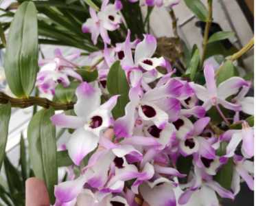 石斛什么季节开花