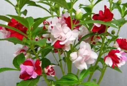 凤仙什么季节开花