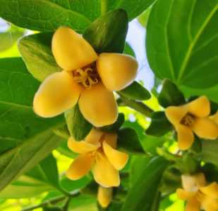 柿子什么季节开花