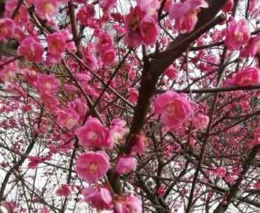 梅花是什么季节开花