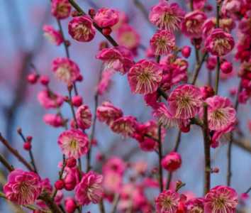 梅花是什么季节开花的？