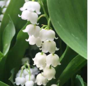 铃兰什么季节开花