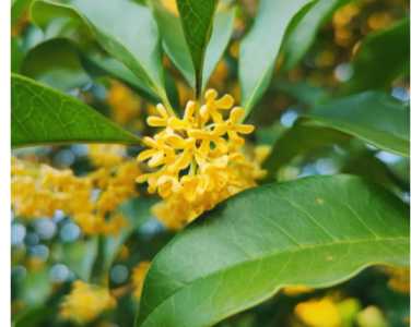 桂花是什么季节开花