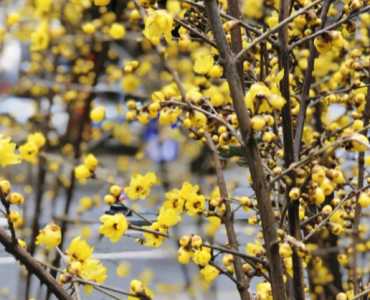 蜡梅什么季节开花