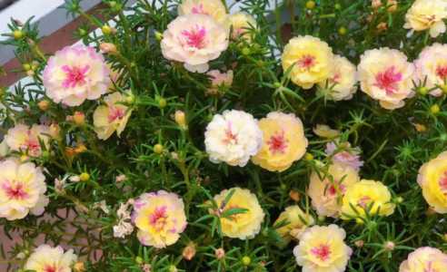 太阳花什么季节开花的