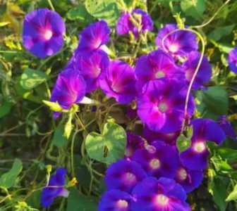 牵牛花的什么季节开花
