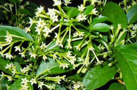 夜来香什么季节开花的