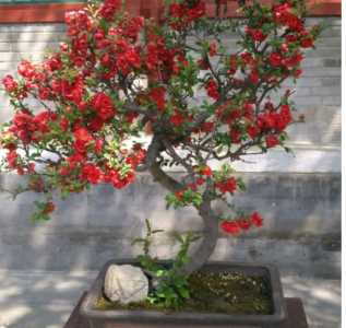 盆栽海棠什么季节开花