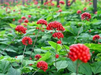 野人参什么季节开花