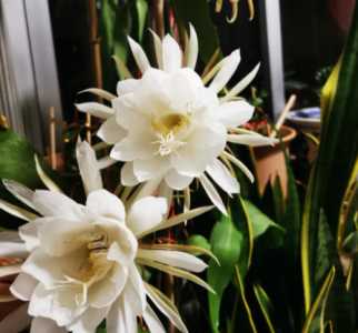 昙花在什么季节开花