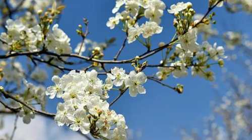 梨花什么季节开花呀