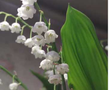 铃兰花在什么季节开花