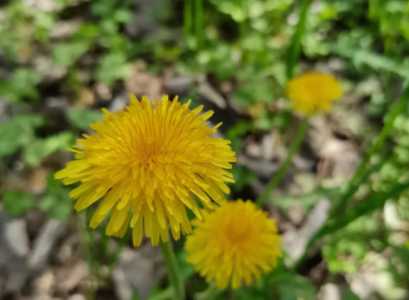 薄公英什么季节开花的？