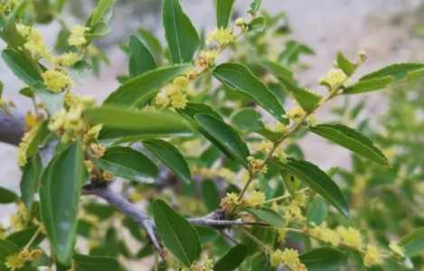 枣树什么季节开花结果