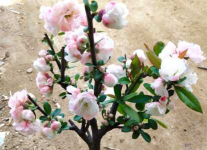 海棠什么季节开花的