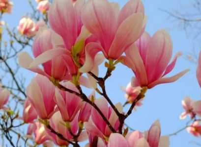 玉兰什么季节开花