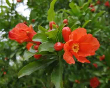 石榴什么季节开花的