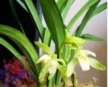 兰花什么季节开花的