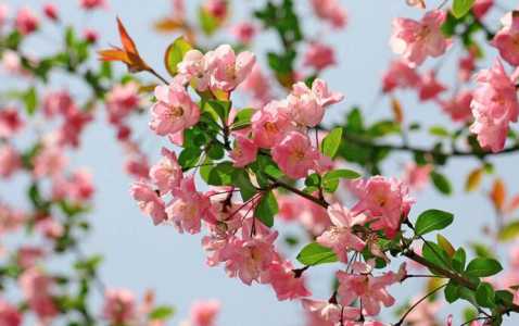 海棠在什么季节开花